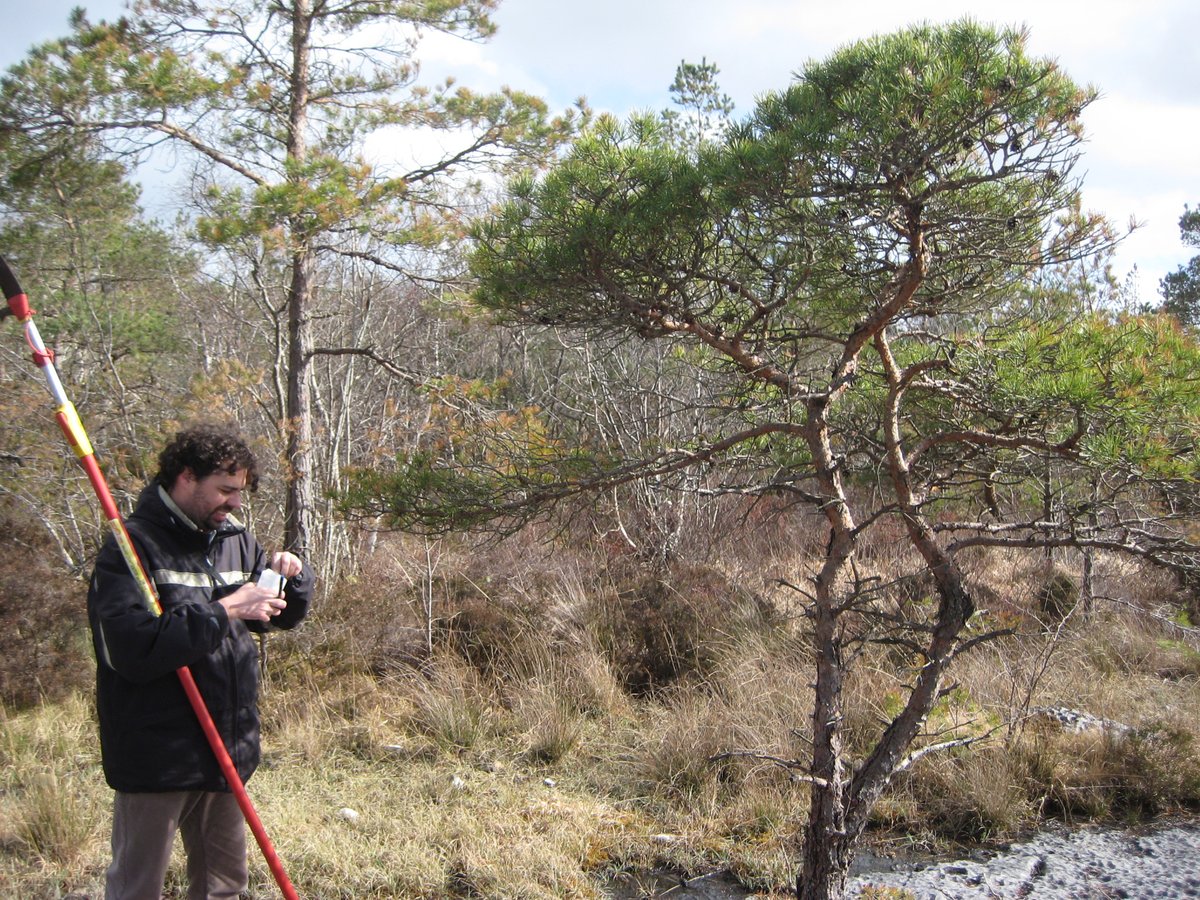 Molecular characterisation of Scots pine in Ireland rdcu.be/dwK5E No 'smoking gun' populations, but a definite Irish-Scottish gene-pool link. @Colin_Kelleher @philippecubry @Jenni_Roche @agriculture_ie