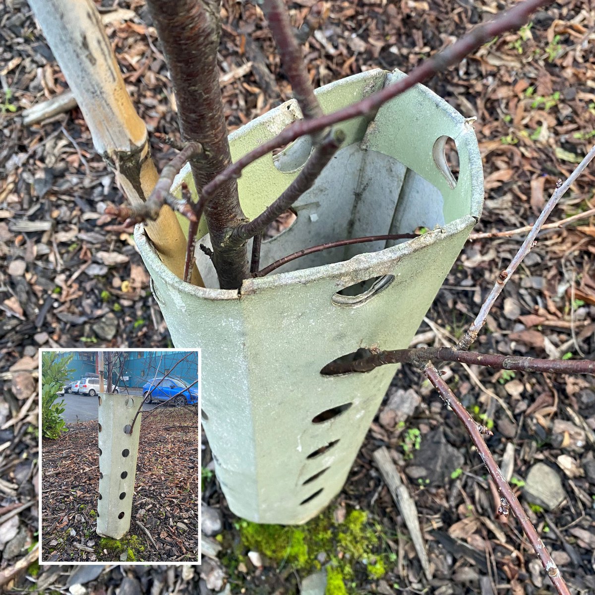 I'M STILL STANDING: This #biodegradable and #sustainable tree-shelter has already been out at our test site since September 2020. And even Storms Isha and Jocelyn didn't cause any problems... #trees #treeplanting #forestry #rewilding #woodlands ecotreeshelters.com