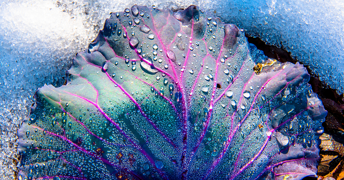 With the cold weather in full effect, it might be tempting to dash out, harvest your hardy winter crops and swiftly run indoors. However, by clearing your beds as you harvest, you’ll save yourself time and effort once spring comes around. Your future self will thank you! 🥬