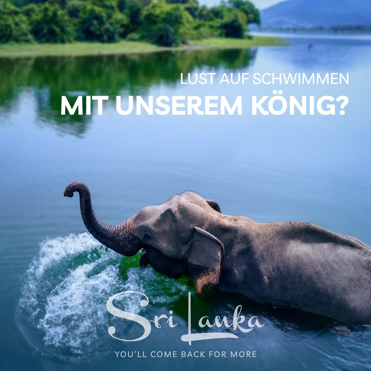 Fancy a swim with our king? #ExploreSriLanka #VisitSriLanka #YouWillComeForMe #SriLanka #GermanTourist