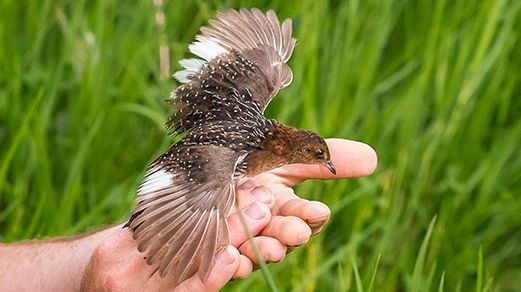 EDGEofExistence's tweet photo. Flying in next in our #WingingItWednesday series is the White-winged Flufftail
Fly by facts:
Scientific name
Sarothrura ayresi
Conservation Status
Critically Endangered
Location
Ethiopia and South Africa
Fellow
Bruktawit Abdo, Africa cohort 2017 https://t.co/uw6FU3Khrv