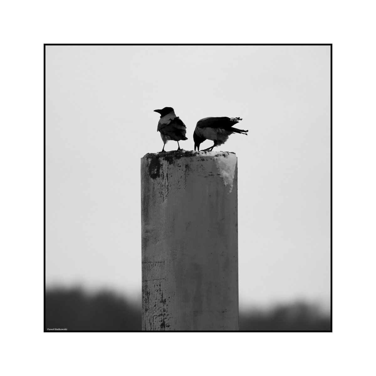 Stolik dla dwojga / A table for two ;-) #crows #birds #naturephotography #birdphotography #blackandwhitephotography #monochrome #ThePhotoHour