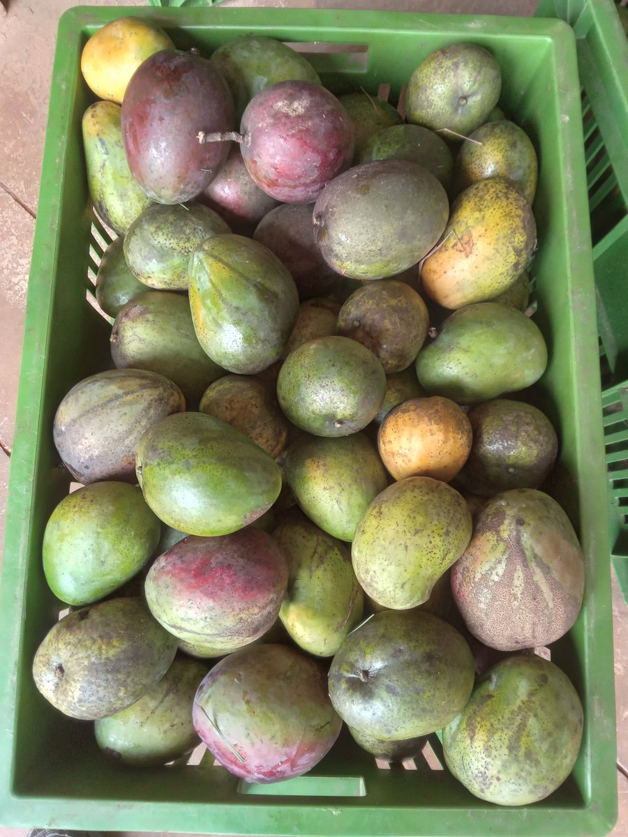 ZamukaGreenSol's tweet photo. Hello dear #Agronomists and fellow farmers!

Farming is a profession, every #farmer is a CEO of his/her farm.

 Let's have a #StrageticPlan, work hard to execute them and #ThinkBig for future growth. #GoodPlans #GoodHarvest #MangoFarming

#YourDailyFarmingAlly
📸: @fra_byiringiro https://t.co/skJONey4dg