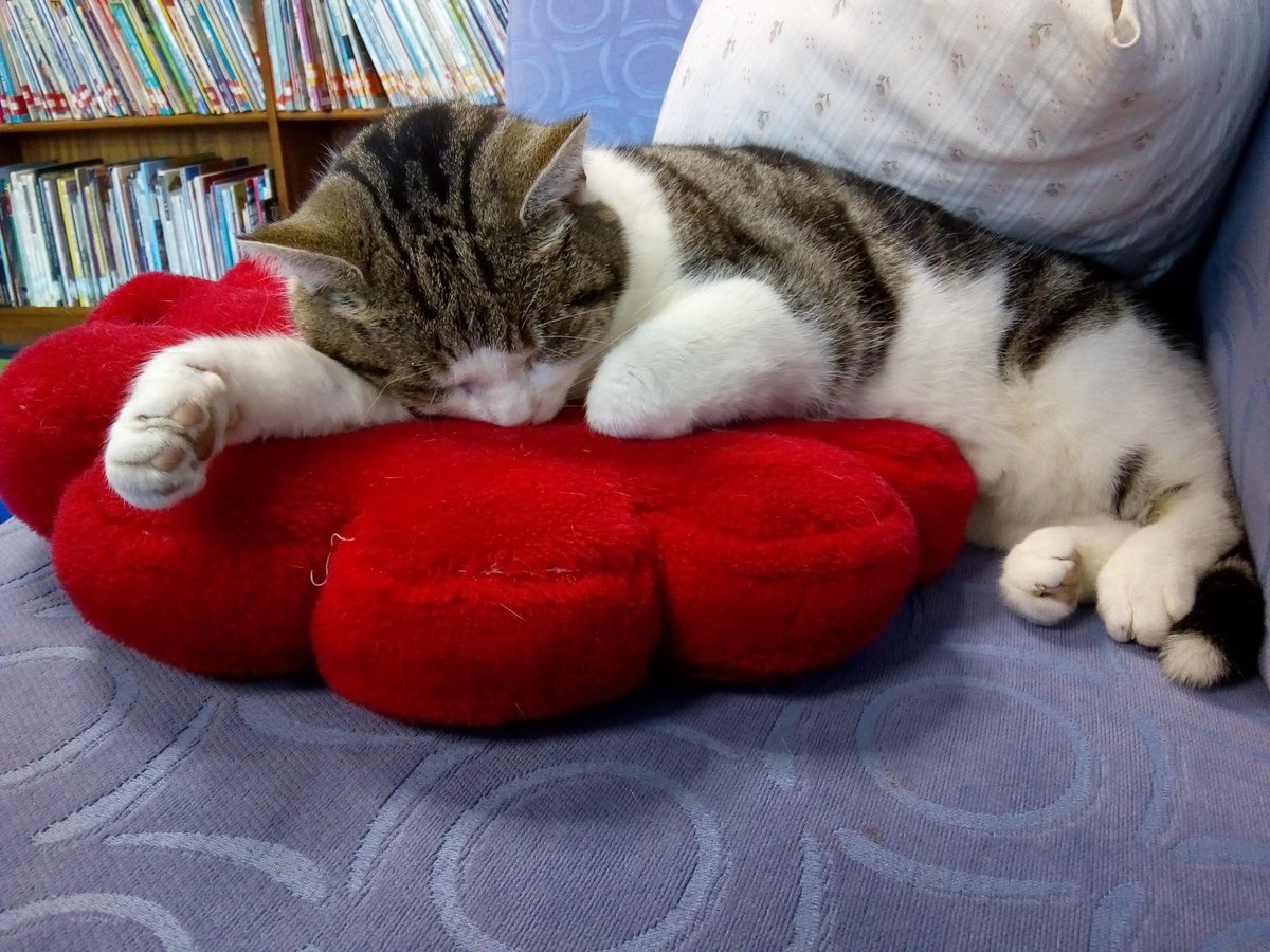 OutwoodsCat's tweet image. Apparently it’s #LibraryShelfieDay so I’ve dug one of my favourites out of the archives 😹
#CatsOfTwitter #cats #Hedgewatch