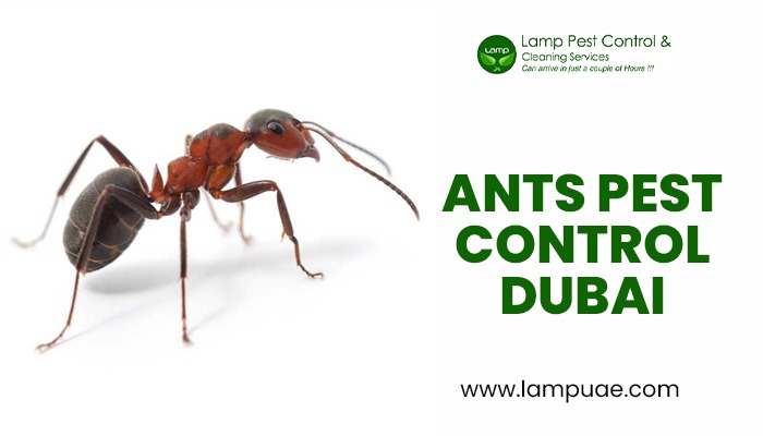 maicletom's tweet image. Ants Pest Control:- Looking for the best Pest Control Company Dubai that can help you to get rid of your #pest_problems then contact Lamp UAE today. We have successfully helped more than 10000+ customers and they are happy with our services.  lampuae.com/Cleaning-Servi…