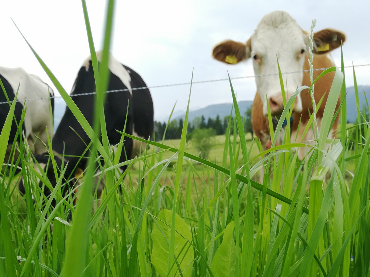 📢Einladung zur Online-Veranstaltung: "Klimaresiliente Weidehaltesysteme und Biodiversität"🐞🦗🌳🌿🦋🐝; 29. Januar, 19 Uhr, Referent: Manuel Winter; Die Teilnahme ist kostenlos! Anmeldung unter: insektenfoerderndes-hohenlohe@besh.de 📷Manuel Winter