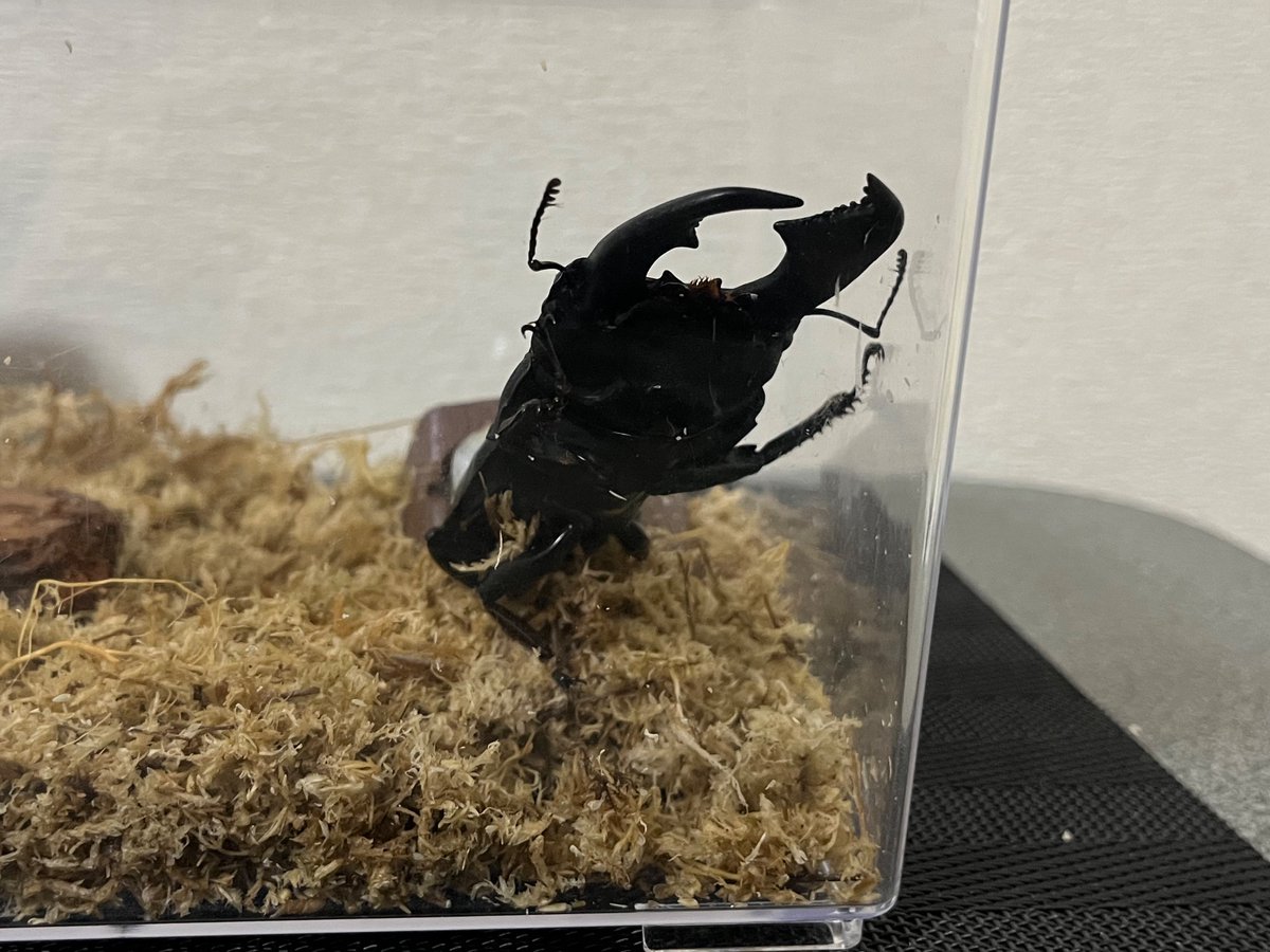 クワカブ好き hxbwh999 オオクワガタ飼育ブログ |2023年羽化個体のご報告_能勢SR血統