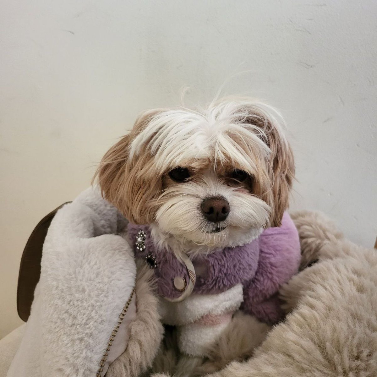 چرا مثل خود چان که یه طرف لپشو جمع میکنه و چال لپش مشخص میشه لبخند زده😭