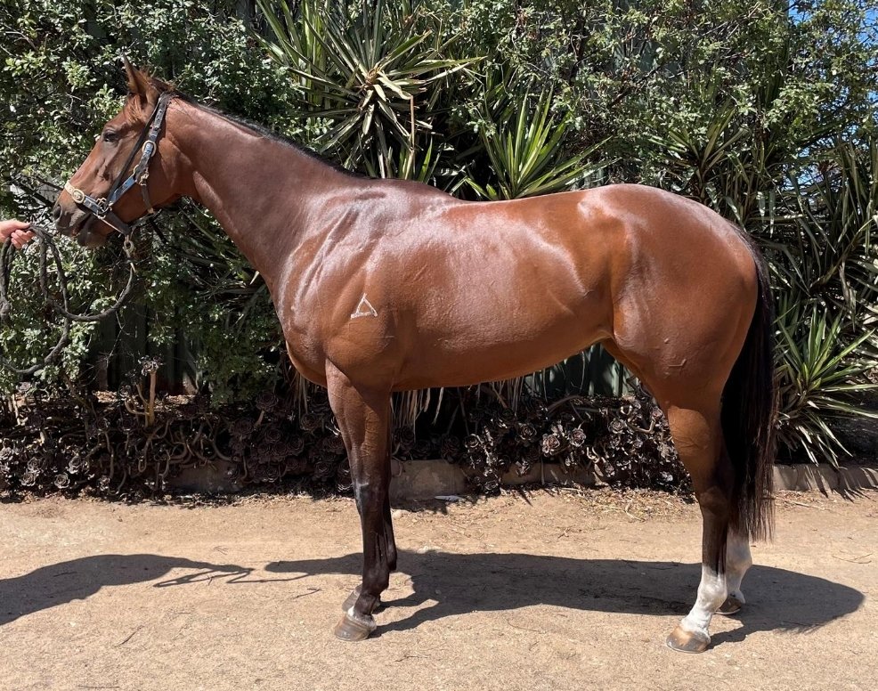 Love a bargain on #InglisDigital
CHAMPAGNE SHARON 🍾 
On her way to Albury. Fanstic buy for 15k. Send me a message if you want to get involved.