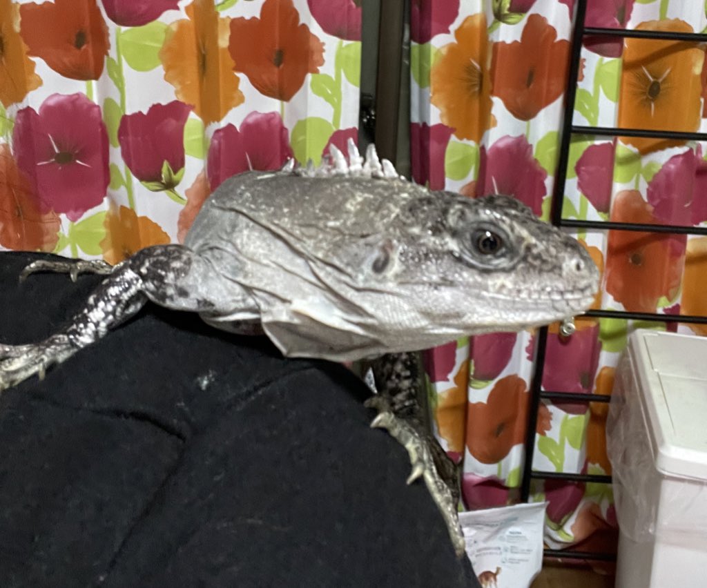taro_mdrkw's tweet photo. もう、餌の催促凄いし
与えてる時に高確率💩

#ctenosaurabakeri #ctenosaura #utilaiguana #utilaspinytailediguana #spinytaildiguana #utila #iguana #ベイカートゲオイグアナ #クシトゲオイグアナ #イグアナ #爬虫類 https://t.co/Q2CL7mnvUV