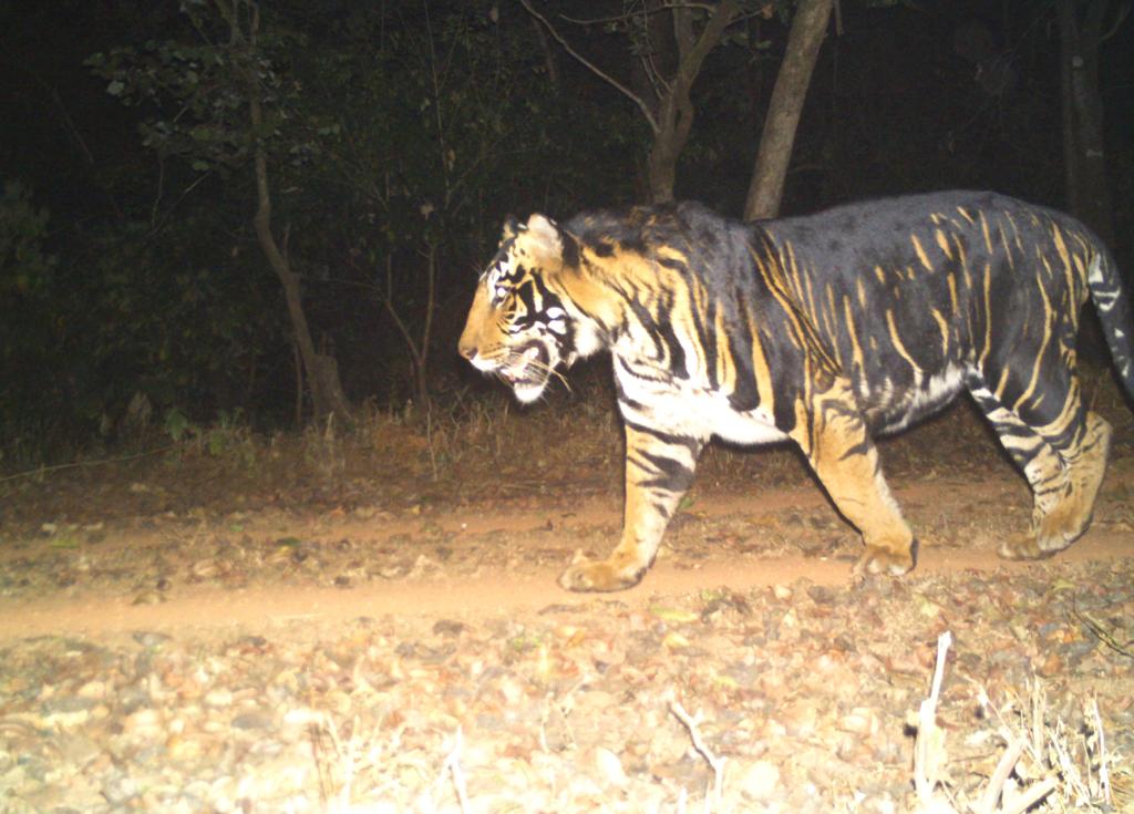 melanistic tiger in odisha
