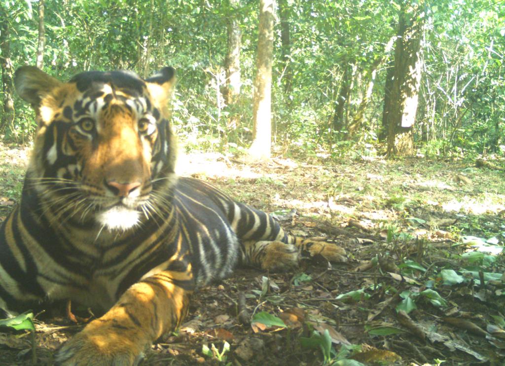 worlds first black tiger safari in odisha india
