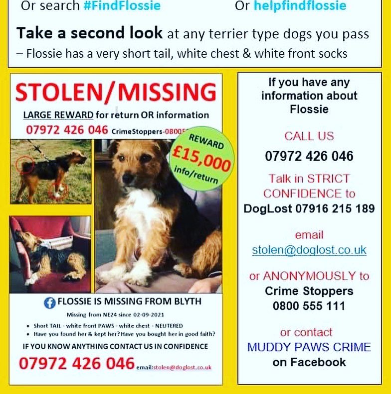 💥 M I S S I N G D O G 💥 Please keep looking for Flossie, missing from Blyth but could be anywhere in the country now #findFlossie #FlossieComeHome @FindFlossie PLEASE RETWEET FLOSSIE 👇👇👇