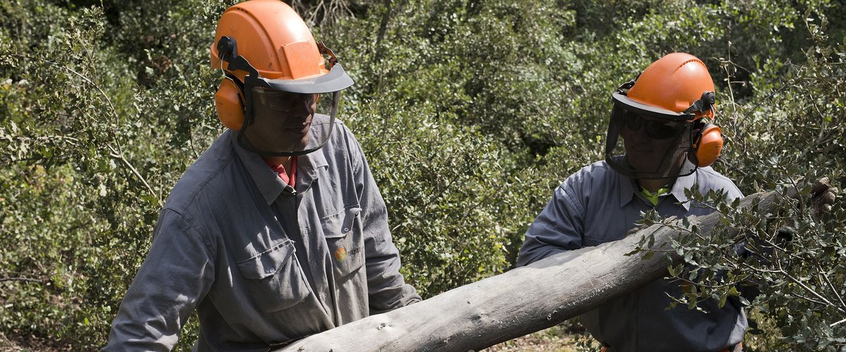 Talher_'s tweet photo. "Los incendios se apagan en invierno". 👉🏼Conviene recordar esta frase que resume los servicios forestales de prevención: mantenimiento de pistas, helipistas, puntos de agua, cortafuegos, franjas perimetrales, reducción de densidad...

#IncendiosForestales #IIFF #SoyForestal https://t.co/ZSQ7a9HTE0
