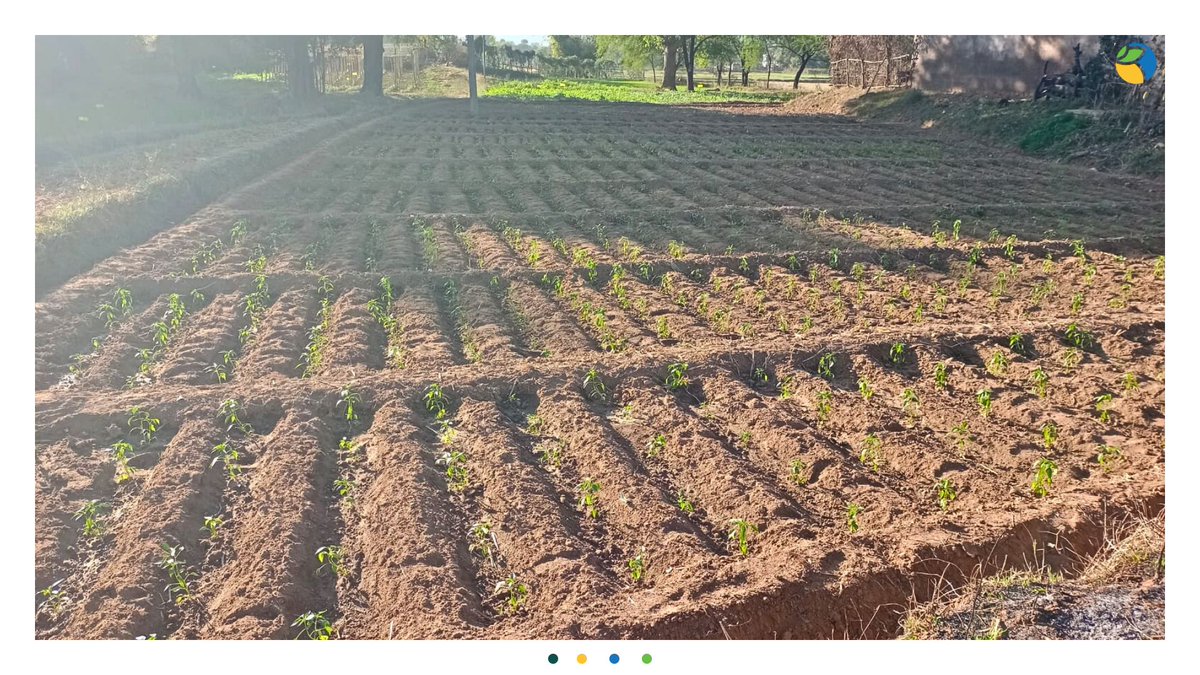 WOTRIndia's tweet photo. WOTR enables 343 farmers to adopt natural farming practices under @HDFCBankCSR's HRDP programme in Baikunthpur, Chhattisgarh.
The impact — less crop failures, better soil, and increased productivity. 🌍💚
#NaturalFarming #WOTR4Development #WOTRat30 https://t.co/fnqYAODpn8