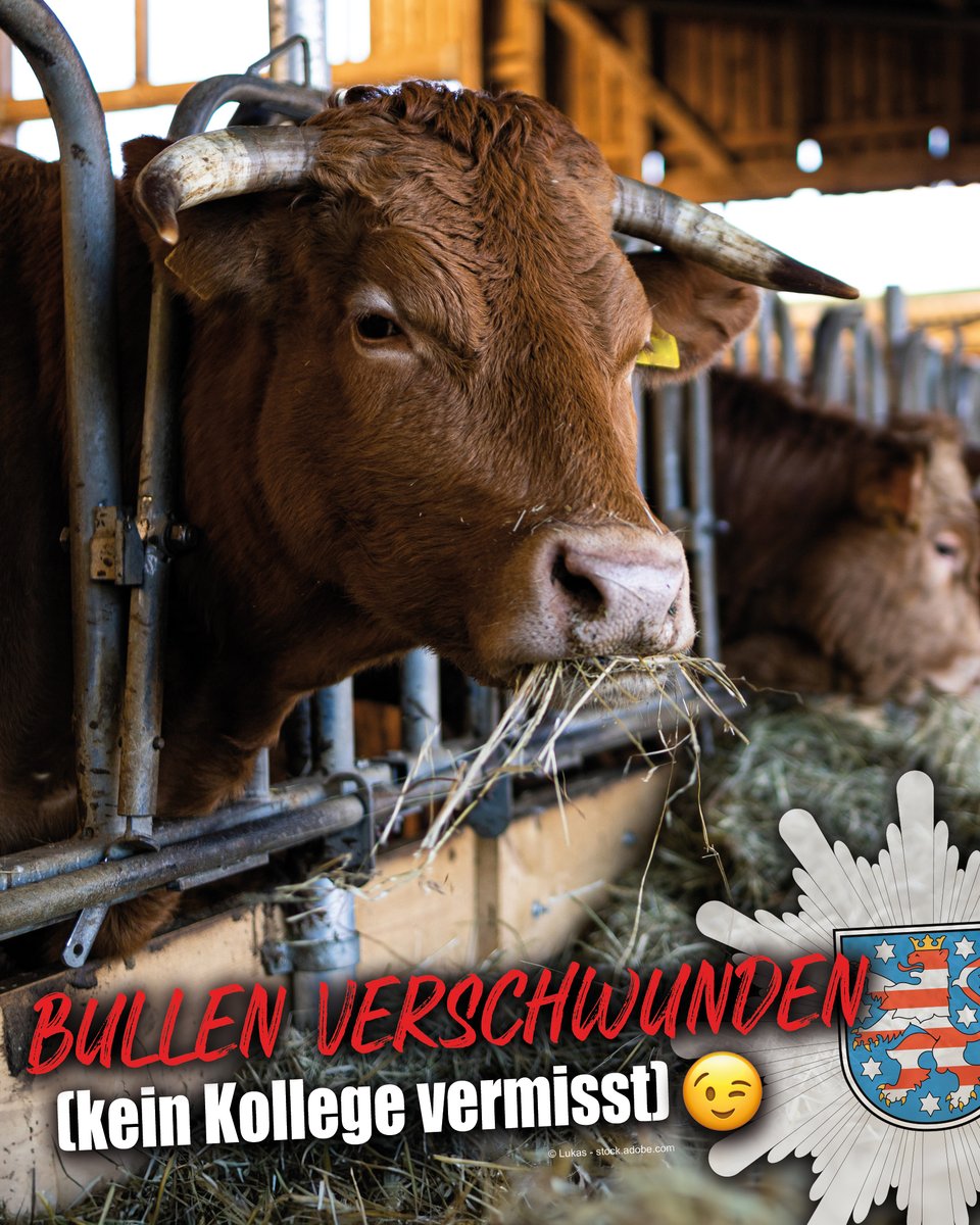 Polizei_Thuer's tweet photo. In #Udestedt wurden einem Viehzüchter seit Mitte Dezember sechs schlachtreife #Bullen gestohlen. Die Tiere, zwischen 600 und 800 kg schwer, haben einen Gesamtwert von 12.000 Euro und sind über die Ohrmarken identifizierbar. 

Wir suchen nun Zeugen:
https://t.co/dWnoj2qtCM https://t.co/oeNybs6dtT