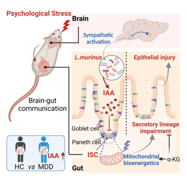 Brain stress sends signals to gut bacteria, disrupting stem cells and causing intestinal dysfunction. Supplementing with α-ketoglutarate protects gut health and offers hope for treating stress-related gut disorders. sciencedirect.com/science/articl…