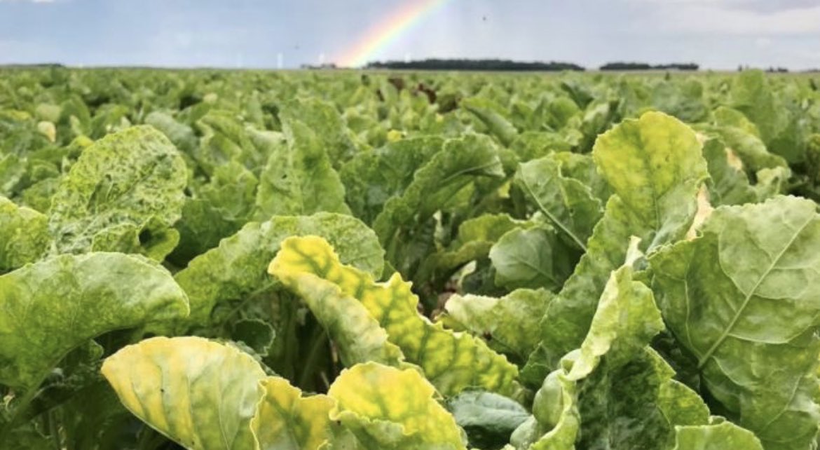 🗞️ La colère 😡 monte en France 🇫🇷 

💣 Les raisons sont multiples

📍Parmi elles, la distorsion de concurrence

👉 Pas besoin d’aller en Chine 🇨🇳 pour ça.

👨‍🌾 Le Royaume-Uni 🇬🇧 se dote d’un outil 🧰 en betterave 🍭 qu’on n’a plus (lien en commentaire👇🏻)