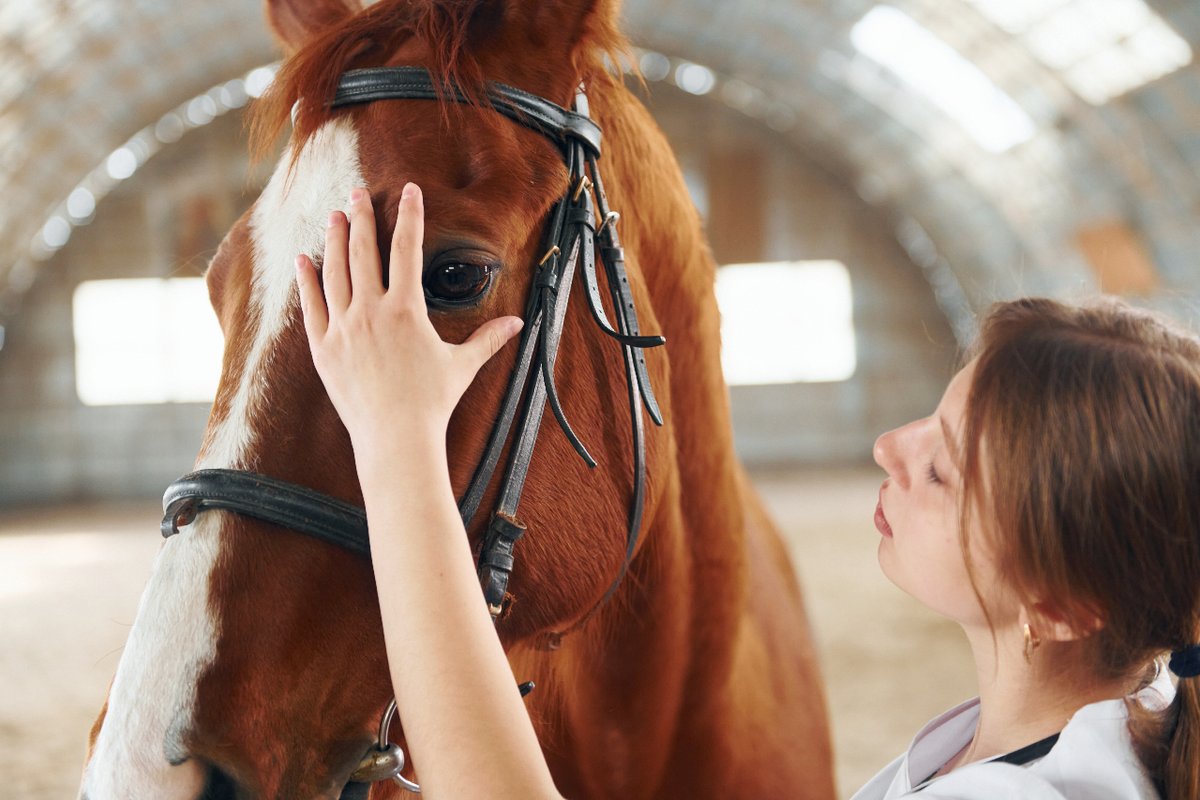 cellequs's tweet photo. ¿Sabías que tu #caballo puede ser donante de #CélulasMadre?🧫🐎

Únete al proyecto Cellequs para formar un banco de células terapéuticas. Juntos, podemos marcar la diferencia en la #SaludEquina. 

Para más detalles sobre el proyecto y requisitos⬇️⬇️⬇️

https://t.co/Kdoe5bArJ5 https://t.co/G0Hh7EKJ5D
