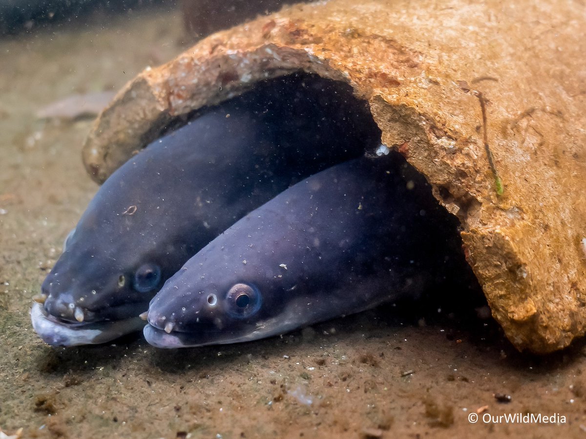 New in ICES Journal of Marine Science today, how #social network analysis can be utilised for #eel #conservation & management ➡️tinyurl.com/3nebx296 @ICES_ASC @OxfordJournals @ZSLScience @ZSLMarine @LancsUniLEC @CefasGovUK @DJacoby_Marine @tea_basic @alanwal50912551