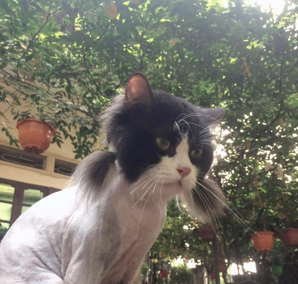 CatNotSilly's tweet photo. Shizuka 👧 https://t.co/NVkoArFw3O