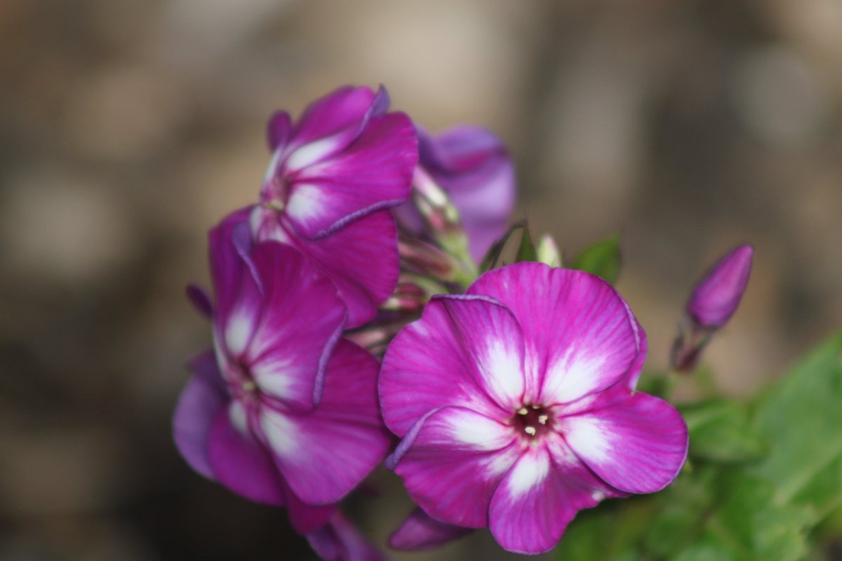 #photography #35mm #nature #flowers #gardenphlox #sunshine #walking #sunshine #unitedkingdom