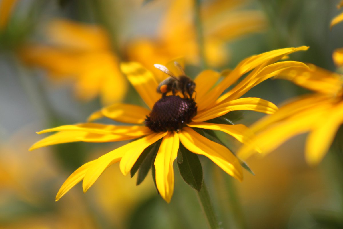 #photography #35mm #nature #insects #flowers #blackeyedsusan  #rubekia #autumnlastyear #october2023 #bumblebee #sunshine #walking #yellowflowers #unitedkingdom