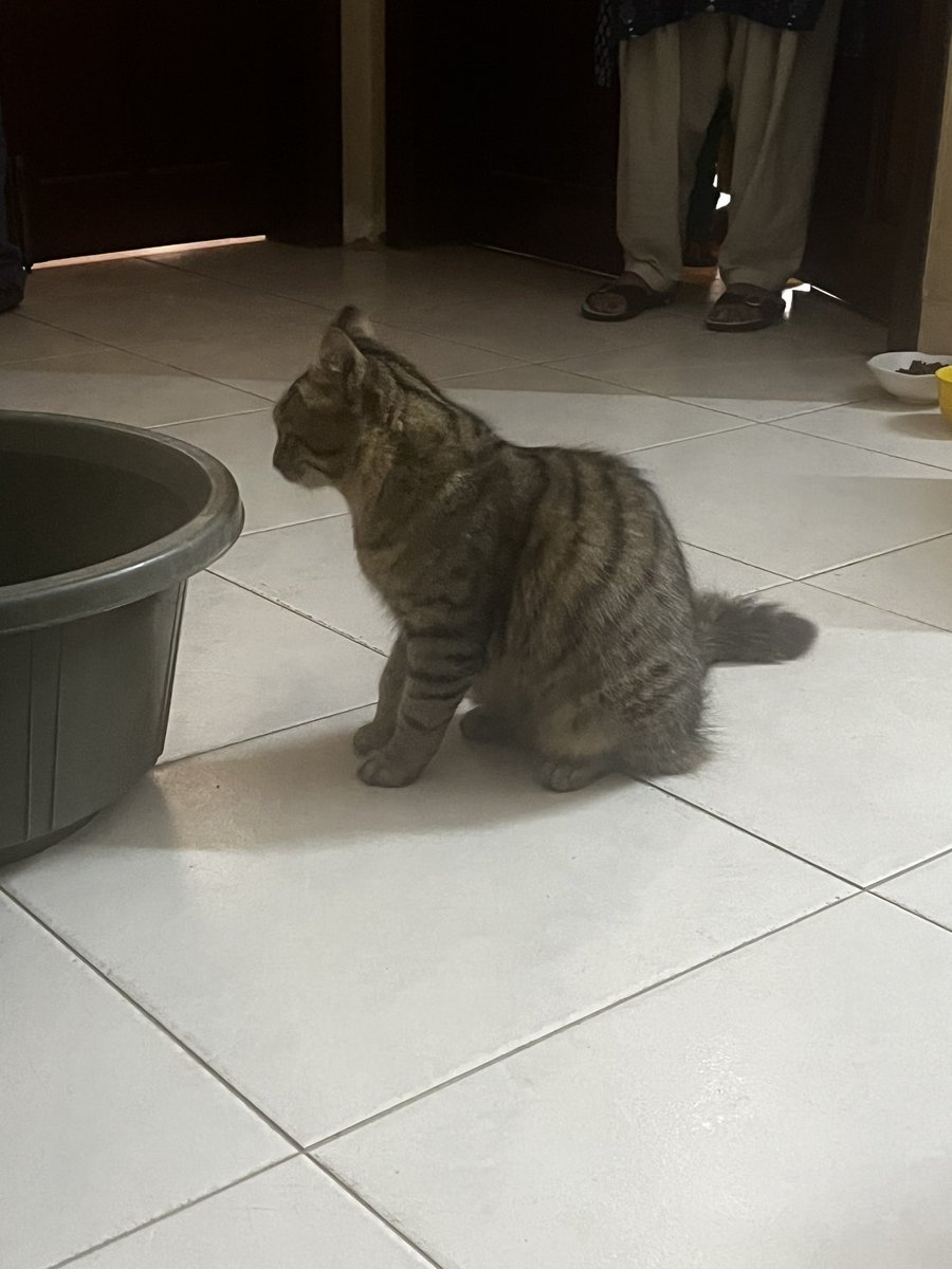 🚨lost cat alert 🚨
This cat has wound up at my house in Karachi, phase 8, near CAS and Haque Academy. Please reach out if she’s yours!