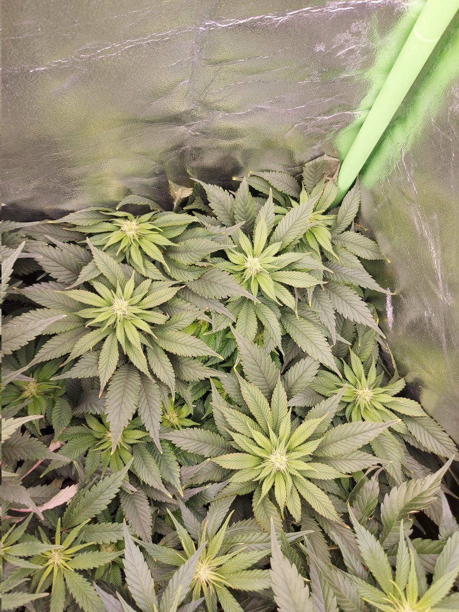 Ju_bps's tweet photo. 🌲🌲 High Mars  - @SeedsAnesia
🗓🗓 Day 91 since seeds  - Flo + 3 Week
Preflowering 
💡💡 #FC3000 from @MarsHydroLight @Coco_Pan2022 

#smartgrowsystem #6inchfankit #marshydro #Mmemberville #growyourown #weedsmokers #WeedLovers #CannabisCommunity #cannabisgrower https://t.co/SbPj4NzpAN