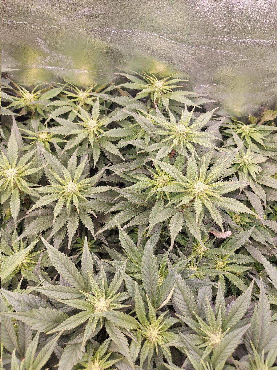 Ju_bps's tweet photo. 🌲🌲 High Mars  - @SeedsAnesia
🗓🗓 Day 91 since seeds  - Flo + 3 Week
Preflowering 
💡💡 #FC3000 from @MarsHydroLight @Coco_Pan2022 

#smartgrowsystem #6inchfankit #marshydro #Mmemberville #growyourown #weedsmokers #WeedLovers #CannabisCommunity #cannabisgrower https://t.co/SbPj4NzpAN
