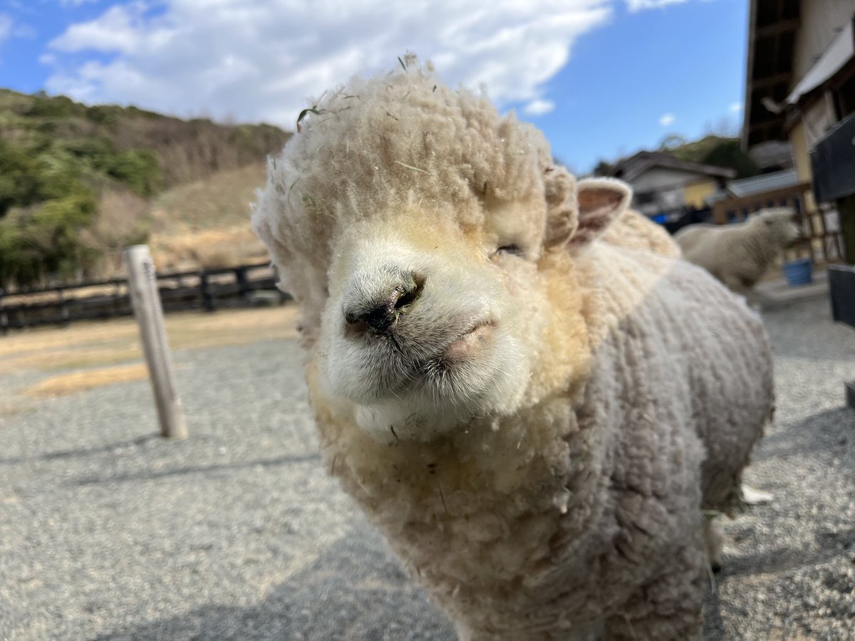 englandhill_zoo's tweet photo. 少し前に前髪を切ってもらったひまりです。おやすみなさい⊂((・⊥・))⊃ https://t.co/O83MR7HFiN