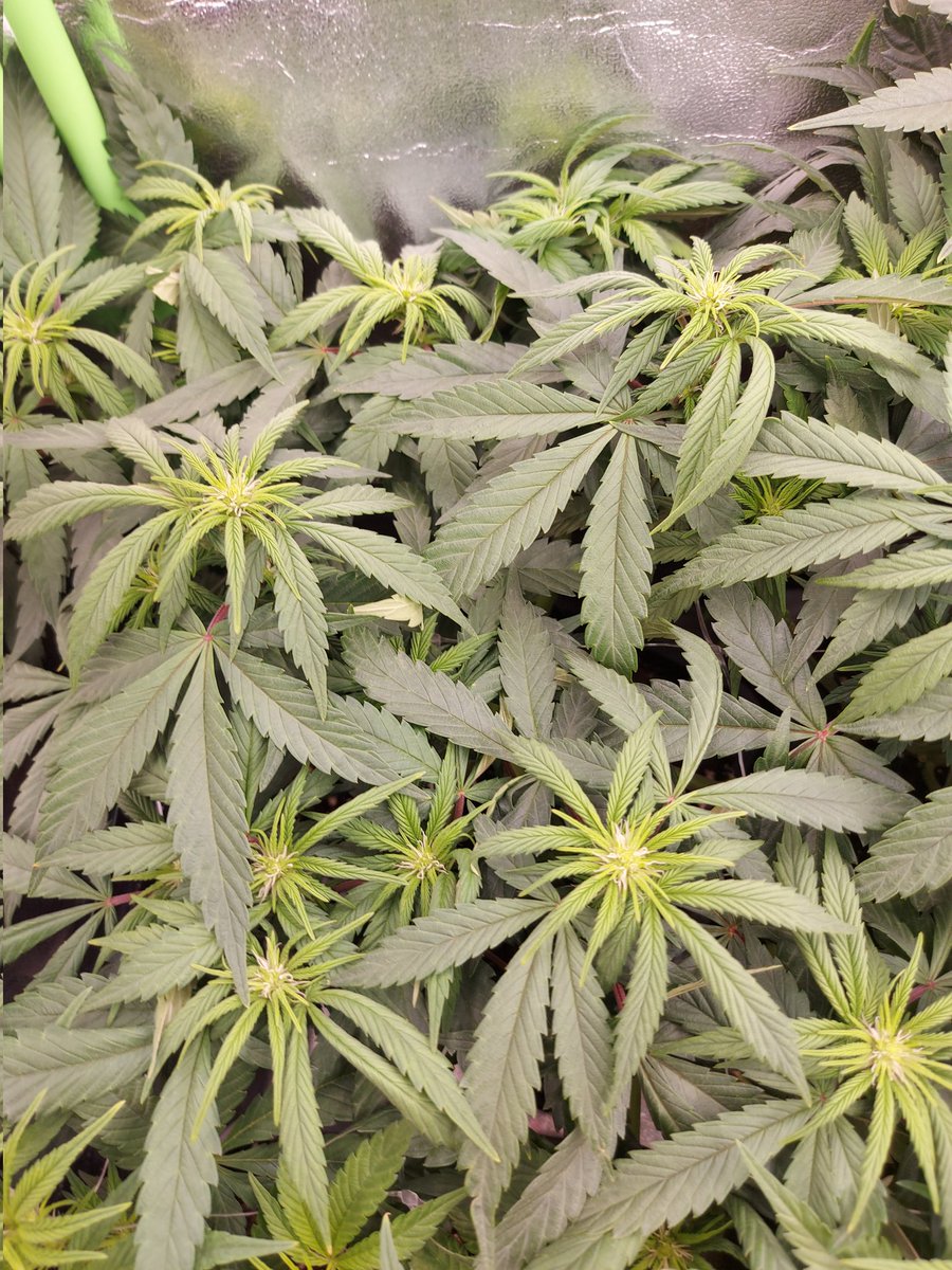 Ju_bps's tweet photo. 🌲🌲 Gorilla Cookies FF 🦍🍪 - @Fast_Buds
🗓🗓 Day 77 since seeds - Flo +3
💡💡 #FC3000 from @MarsHydroLight @Coco_Pan2022 

#WinPs5Contest #Growdiaries #smartgrowsystem #6inchfankit #marshydro #Mmemberville #growyourown #weedsmokers #WeedLovers #CannabisCommunity #cannabisgrower https://t.co/nHAm8LQRhO