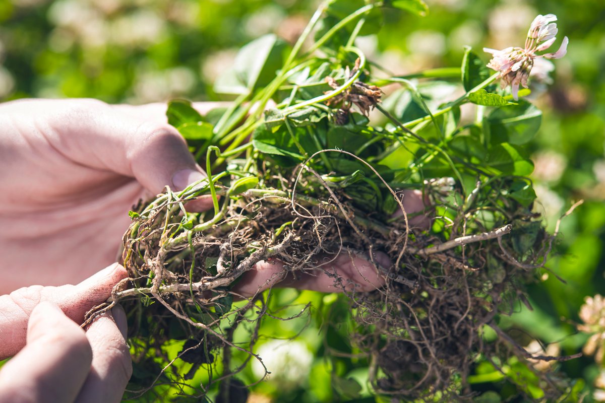 Subscribe to our newsletter for updates on the game-changing NEG-Leg project. The project aims to transform grassland farming by enhancing legumes' nitrogen capture, targeting 300 kg N/ha/year and eliminating the need for artificial N. Sign up now: germinal.ie/email-signup/