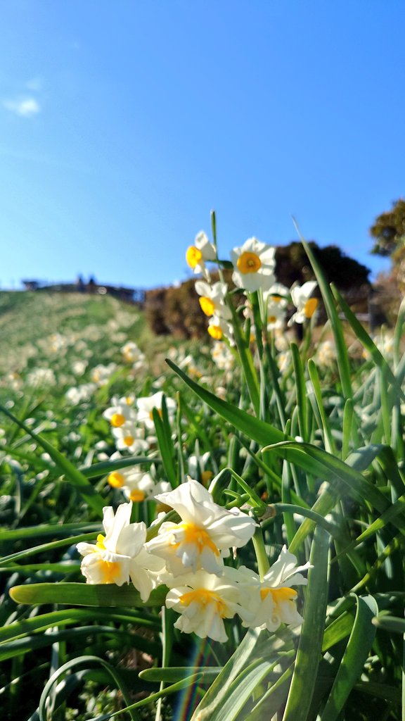 nagasaki_mnkk's tweet photo. のもざき水仙まつりへいって来ました
日曜日は水仙の花束と振る舞い鍋があるらしく行列が😳
しかーし水仙は無くなり、振る舞い鍋のつみれ汁もラス１で１人分は汁のみでした😅が美味しかった😋
風強くて寒かったけど水仙綺麗✨晴れて良かった
水仙マンもいたよ

#長崎　#野母崎　#水仙の丘　#水仙マン https://t.co/KxQ4EjtDfE