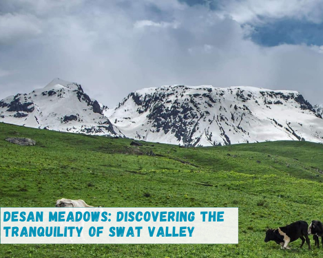 GypsyTourspk's tweet photo. Desan Meadows: Discovering the Tranquility of Swat Valley - Gypsy Traces and Tours https://t.co/ep4U7w6FFo https://t.co/EWhwieUUBG