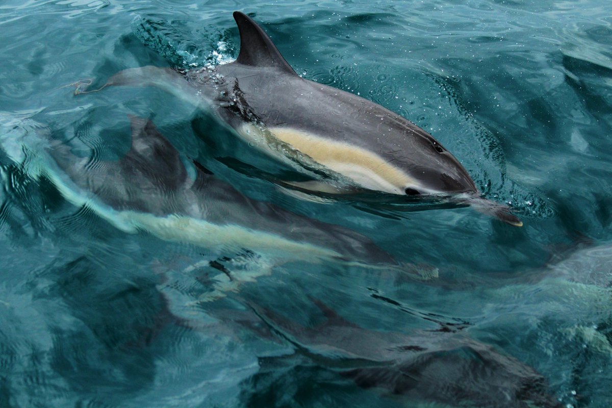 A Changing Tide Of Opinion in the Bay of Biscay?

A month-long ban on fishing in the Bay of Biscay to protect the area's dolphin population announced. Read more here: orca.org.uk/news-blog/are-…
