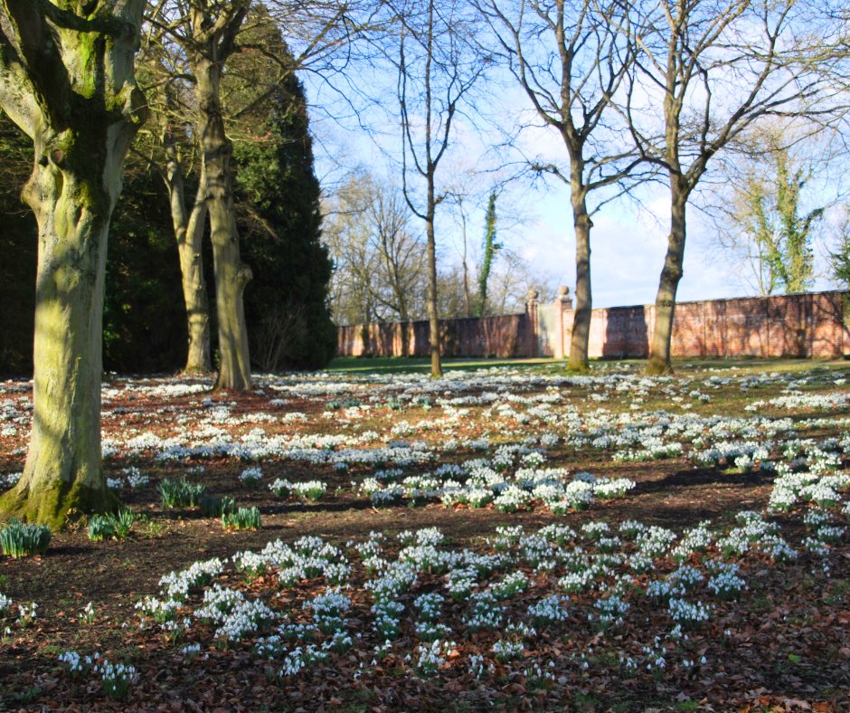 It's snowdrop season! 

Snowdrops typically bloom between January and March, and we're lucky to have lots at the park 🌼 Have you spotted any sprouting up yet?

#snowdrops #familyfriendlyswindon #winterwalks #winterwalksswindon #countrywalksswindon #swindonwalks #lydiardpark