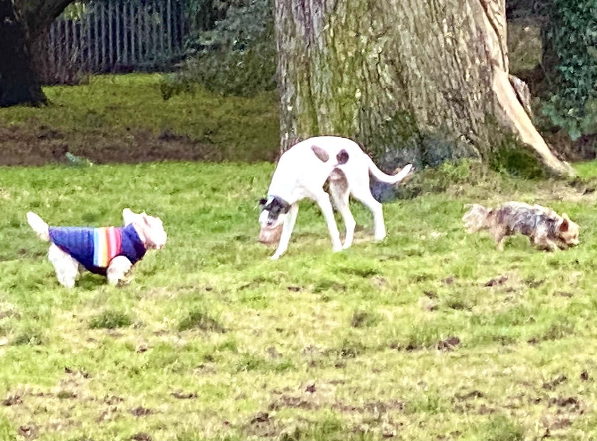 Look at me in the park wif me pals, Ronnie the Greyhound and Teddy the Yorkie. I’ve missed them. Much funs was had! 
#ParkPals