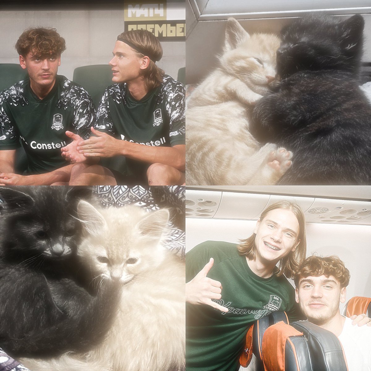 🐱🐱