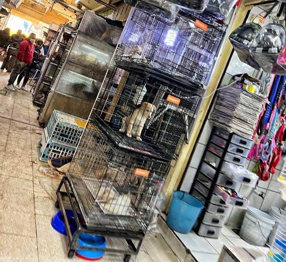 rbarriosfuentes's tweet photo. El Poder Judicial debe actualizarse pronto en el tema de los derechos de los animales. 

El juez 4° de Distrito, por ejemplo, analizó dos casos emblemáticos y sus resoluciones fueron muy cuestionadas. 

1: La elefanta Ely. 

2: El maltrato animal en el Mercado de Sonora. 

🧵 https://t.co/NmXWP9z6Iy