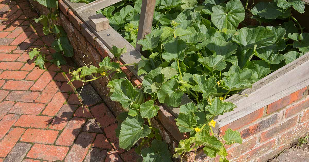 Gardeners_Path_'s tweet image. A Beginner's Guide to Using Cold Frames - A cold frame is a powerful addition to the gardening toolkit, allowing you to extend the growing season. Learn about how to use cold frames on Gardener's Path. #gardening #gardeningtips #coldframes gardenerspath.com/how-to/greenho…