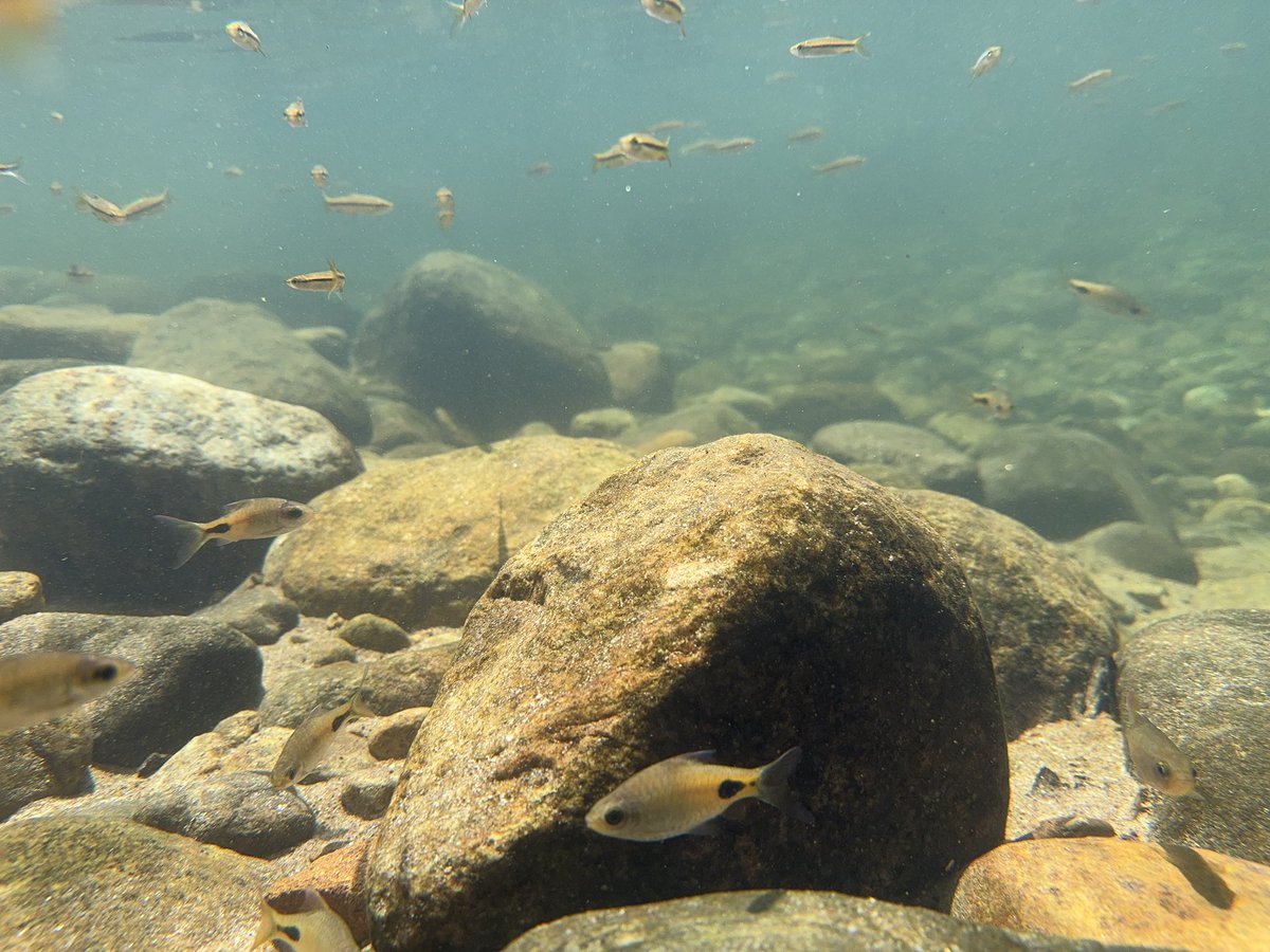 Meenkaran tweet media