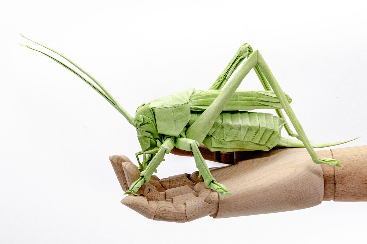 origami_MK's tweet photo. キリギリス🦗 https://t.co/6SNTUBN42j