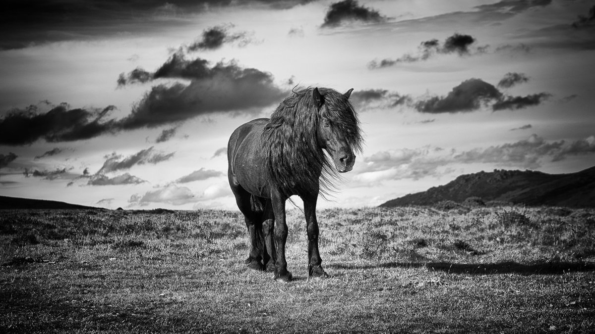 Dartmoor Hill Pony Assoc tweet media