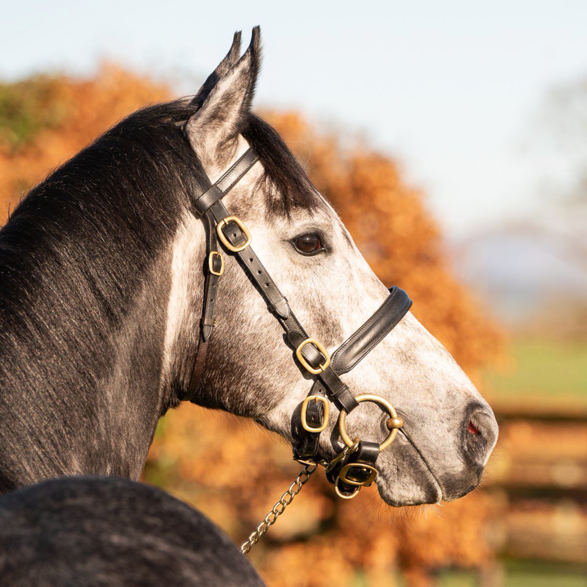 coolmorestud's tweet photo. A Group-winning sprinter at 2 & 3, THE ANTARCTIC strikes a pose at #Castlehyde
Rated 113, the equal of Havana Grey (out of a Dark Angel mare) & just a pound below his own sire Dark Angel, THE ANTARCTIC is an own-brother to triple Champion Sprinter Battaash & is new for 2024! https://t.co/HBHeNQKbOd