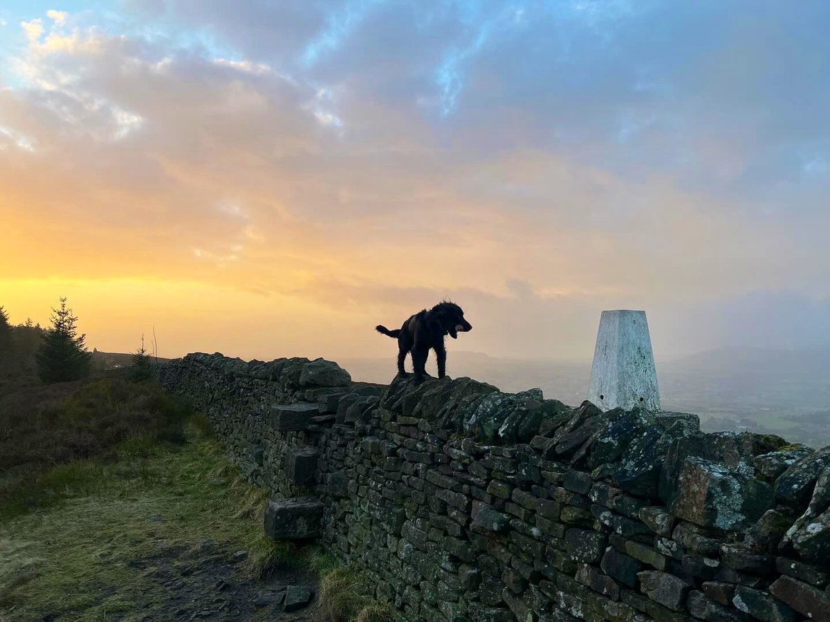 📸 dogs life #cockerspaniel
