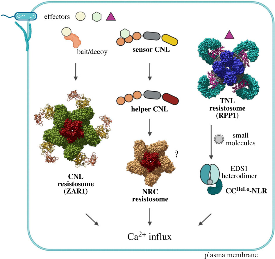 Check out our latest review from @parkerlab_MPIPZ: "Plant NLR immunity activation and execution: a biochemical perspective" (doi.org/10.1098/rsob.2…). We discuss recent breakthroughs in NLR protein structures and signalling and how they shape plant immunity outputs!