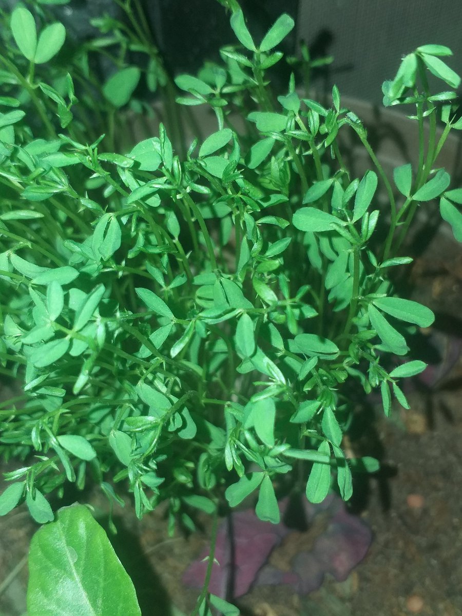 erikbetha's tweet photo. Pues deseche mi bolsa de té y en la tierra y esto es el resultado. 🌱 https://t.co/7g32TXc3Ms