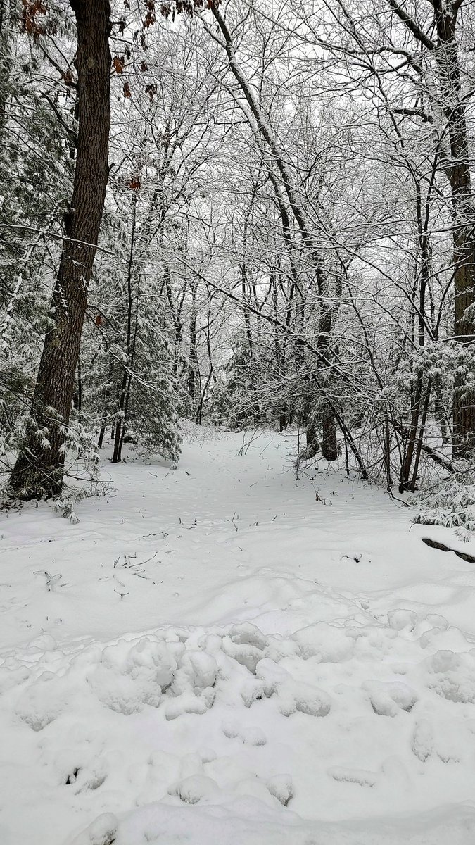rexthetvterrier's tweet photo. I'm not a big fan of #Snow, but it is pretty ❤️ https://t.co/6RKnAHCP4N