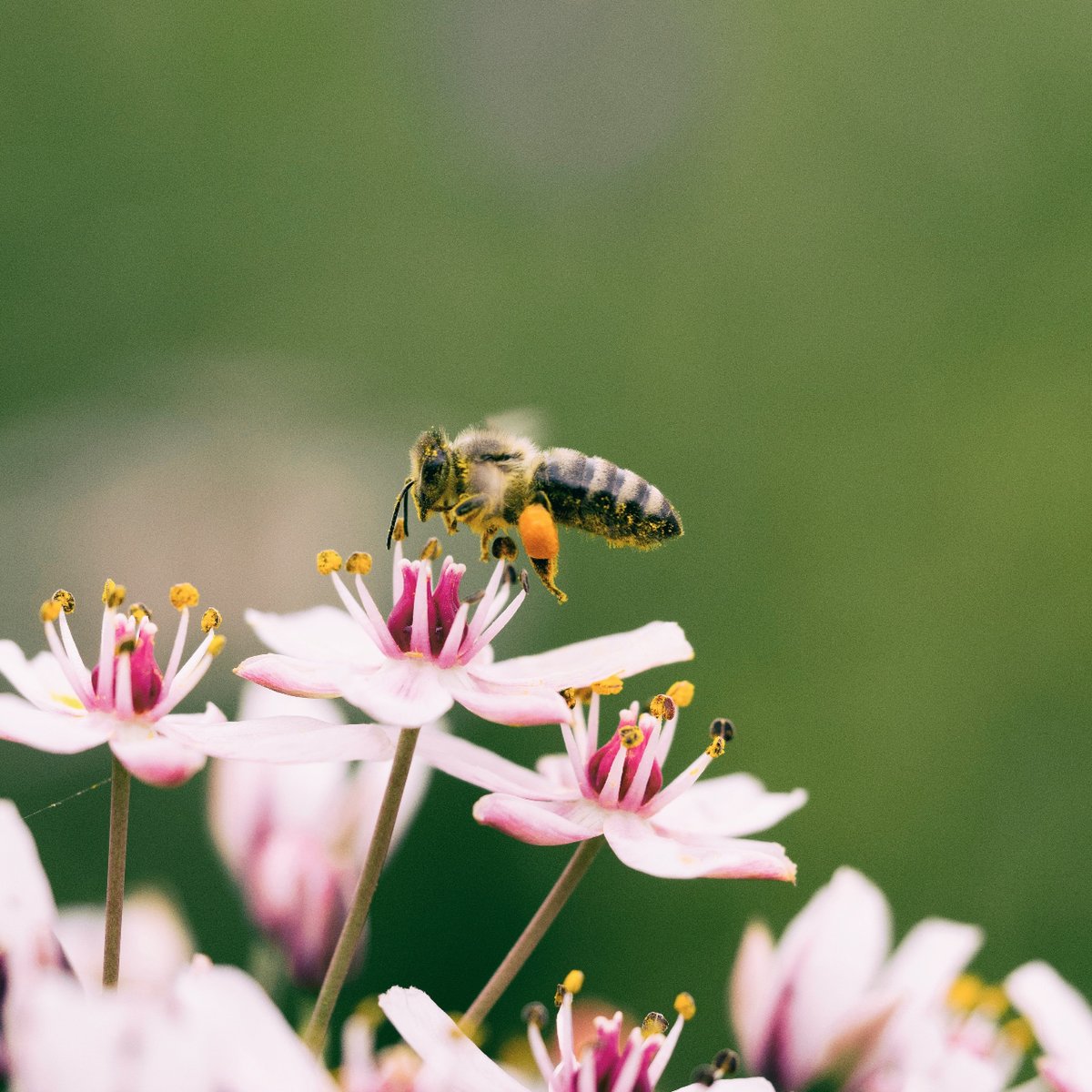 Colorado State University Research (@researchcsu) on Twitter photo With AI and help from the community, @coloradostateu scientists are monitoring and recording bee activity to promote pollinator conservation: col.st/9TuDr ๐๐ค
#UnitedinDiscovery | #ResearchCSU
<a href="/NSF/">U.S. National Science Foundation</a> <a href="/WarnerCollege/">CSU Warner College</a> <a href="/HealthHumanSci/">CSU Health Human Sci</a> <a href="/CSUSchoolOfEd/">CSU School of Education</a> <a href="/csuextension/">CSU Extension</a> With AI and help from the community, @coloradostateu scientists are monitoring and recording bee activity to promote pollinator conservation: col.st/9TuDr ๐๐ค
#UnitedinDiscovery | #ResearchCSU
<a href="/NSF/">U.S. National Science Foundation</a> <a href="/WarnerCollege/">CSU Warner College</a> <a href="/HealthHumanSci/">CSU Health Human Sci</a> <a href="/CSUSchoolOfEd/">CSU School of Education</a> <a href="/csuextension/">CSU Extension</a>